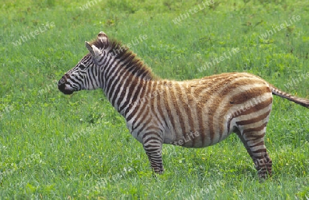 Zebra