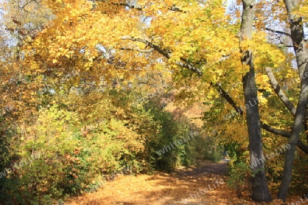 Der bunte Herbst