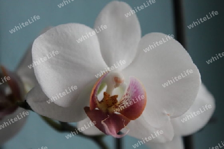 Orchidee