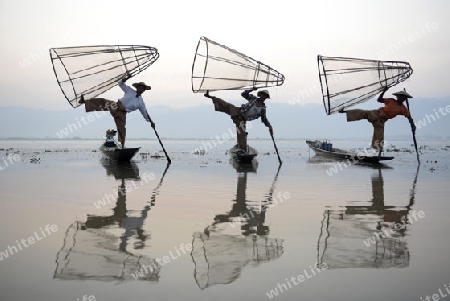 Fishermen at sunrise in the Landscape on the Inle Lake in the Shan State in the east of Myanmar in Southeastasia.