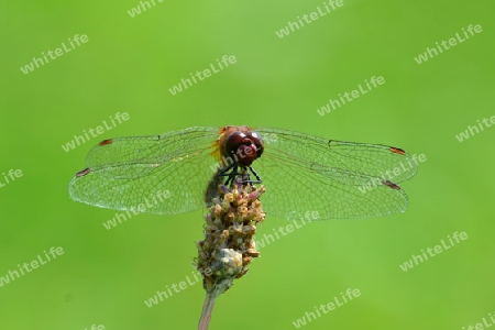 Gemeine Heidelibelle, M?nnchen, (Sympetrum vulgatum)