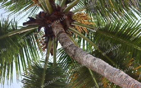 Beautiful palm trees at the beach on the tropical paradise islands Seychelles