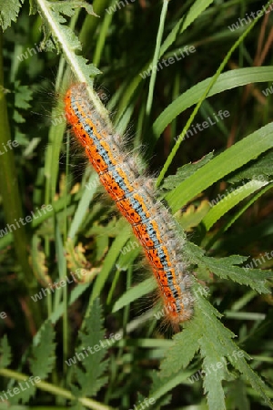 Mondvogelraupe (Phalera bucephala)