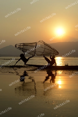 Fishermen at sunrise in the Landscape on the Inle Lake in the Shan State in the east of Myanmar in Southeastasia.