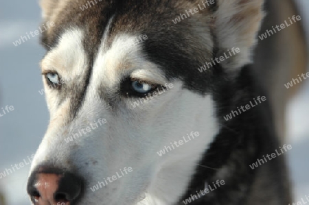 Husky-Portrait