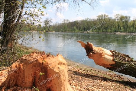 Biberspuren am Rhein