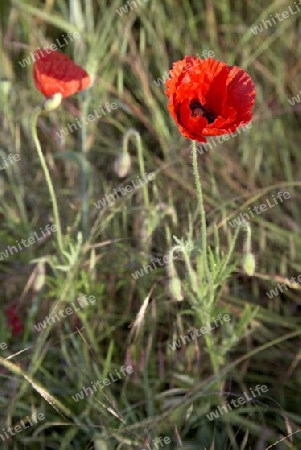 Mohn_1