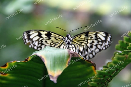 Schmetterling