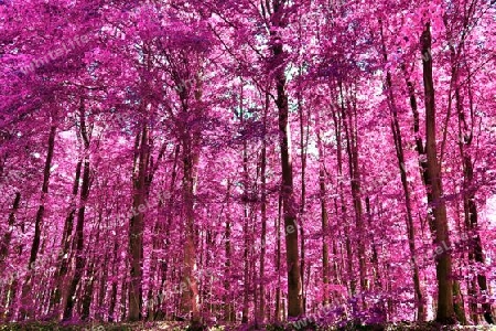 Beautiful pink and purple infrared panorama of a countryside landscape with a blue sky.