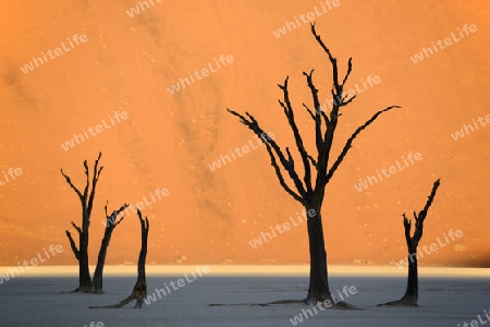 Kameldornb?ume (Acacia erioloba), auch Kameldorn oder Kameldornakazie als Silhouette im letzten Abendlicht auf die Duenen,  Namib Naukluft Nationalpark, Deadvlei, Dead Vlei, Sossusvlei, Namibia, Afrika