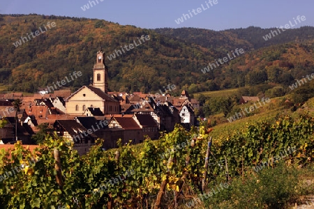 The wine Hills of  the village of Riquewihr in the province of Alsace in France in Europe