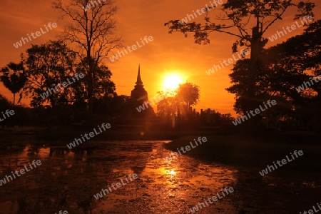 Der Wat Mahathat Tempel in der Tempelanlage von Alt-Sukhothai in der Provinz Sukhothai im Norden von Thailand in Suedostasien.