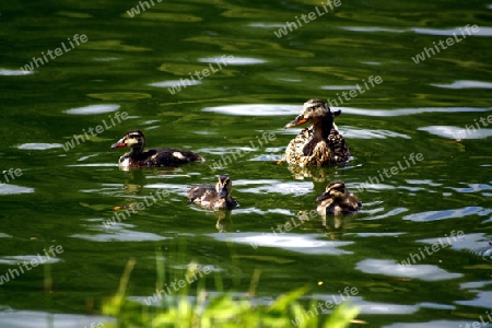 ente mit k?cken im wasser