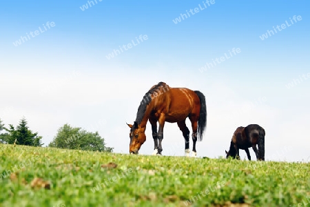 Horses