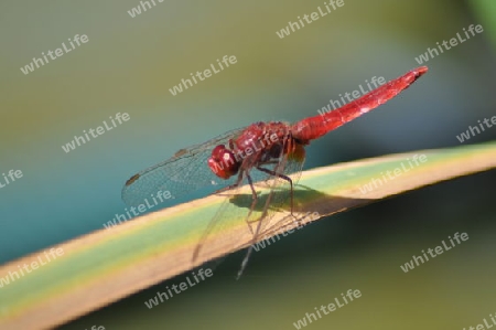 Red Dragonfly