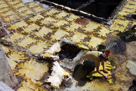 The Leather production in the old City in the historical Town of Fes in Morocco in north Africa.