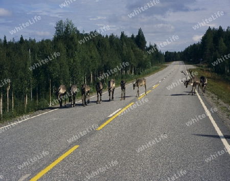 Rentiere in Finnland