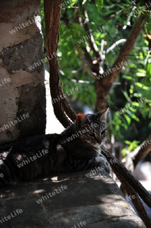 Katze im Schatten