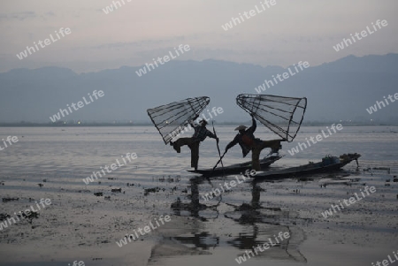 Fishermen at sunrise in the Landscape on the Inle Lake in the Shan State in the east of Myanmar in Southeastasia.