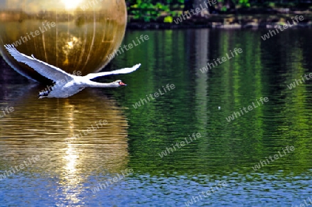 Schwan beim Startflug