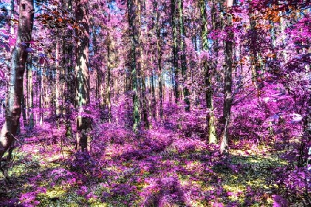 Beautiful pink and purple infrared panorama of a countryside landscape with a blue sky.