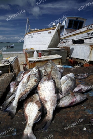 Suedamerika, Karibik, Venezuela, Isla Margarita, Juangriego, Fischmarkt, Fisch, Raubfisch, Speisefisch, Arbeit, Wirtschaft,  Alltag, Markt am Strand, Fischerboot, Frischfisch,