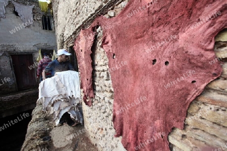 The Leather production in the old City in the historical Town of Fes in Morocco in north Africa.