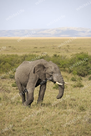 Afrikanischer Elefant (Loxodonta africana), halbwuechsiges Maennchen in der Landschaft der  Masai Mara, Kenia, Afrika