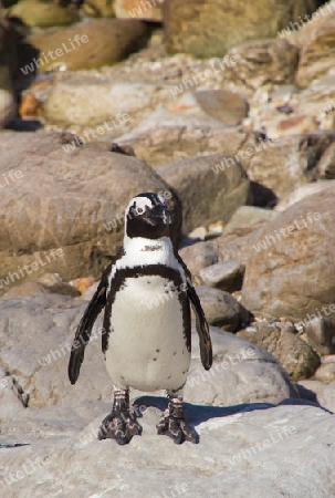 Pinguine am Stony Point bei Betty's Bay