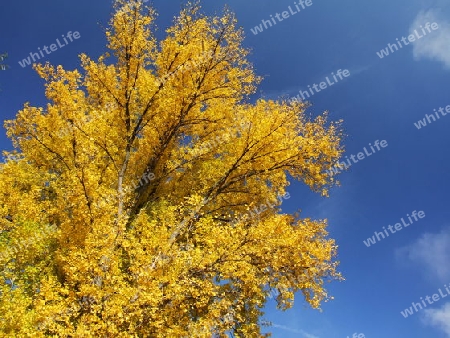 Pappelkrone im Herbst