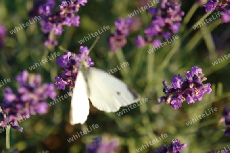 Schmetterling