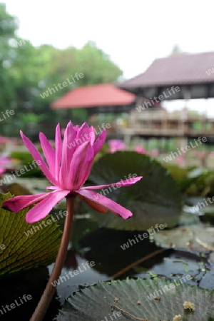 Ein Seerosen Garten in einem Hotelpark in der Tempelstadt Ayutthaya noerdlich von Bangkok in Thailand. 