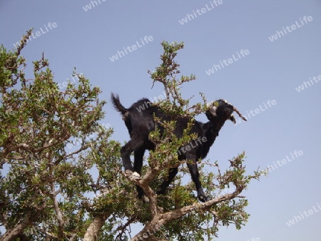 Ziege auf einen Baum