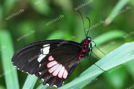 Schmetterling