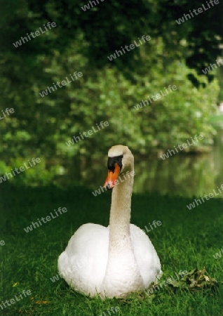 Schwan