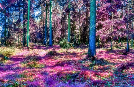 Beautiful pink and purple infrared panorama of a countryside landscape with a blue sky.