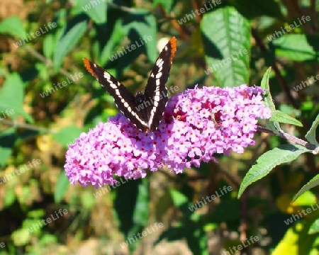 Butterfly on Summer Lilac