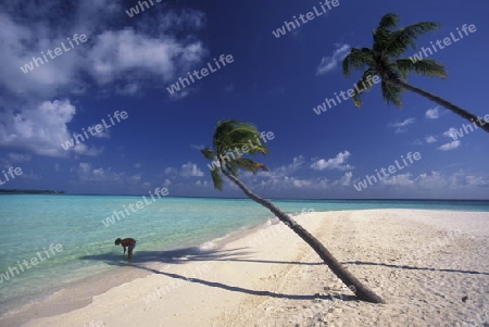 
Der Traumstrand mit Palmen und weissem Sand an der Insel Velavaru im Southmale Atoll auf den Inseln der Malediven im Indischen Ozean.   