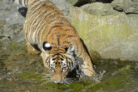 Hinterindischer oder Indochina Tiger (Panthera tigris corbetti) Jungtier am Wasser, Tierpark Berlin, Deutschland, Europa