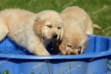 Retriever-Welpen am Pool