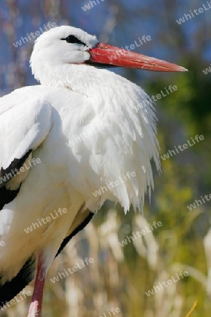 Stolzer Storch