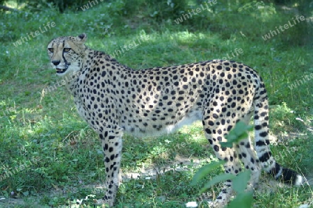 Gepard