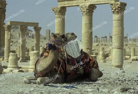 Die Ruinen von Palmyra in der Wueste Faydat in Syrien im Mittleren Osten in Arabien.