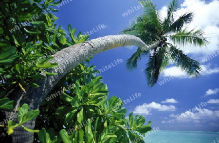 
Der Traumstrand mit Palmen und weissem Sand an der Insel Velavaru im Southmale Atoll auf den Inseln der Malediven im Indischen Ozean.   