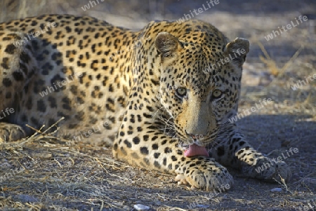 Leopard (Panthera pardus) , Khomas Region, Namibia, Afrika