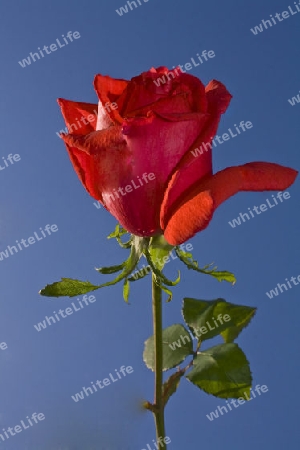 Rote Rose im Sonnenschein