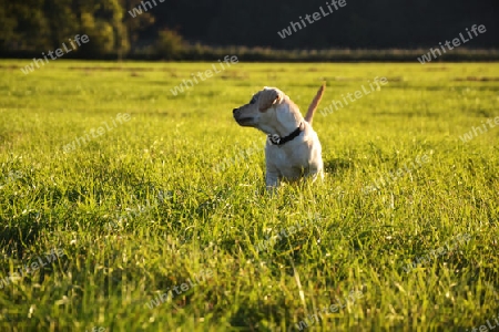 Egal wie wenig Geld und Besitz du hast, einen Hund zu haben, macht dich reich.