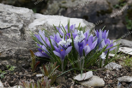 Krokus, Crocus vernus