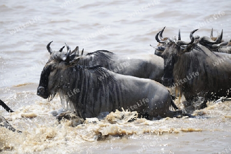 Gnu, Streifengnu, Weissbartgnu (Connochaetes taurinus), Gnumigration, great Migration,  Gnus beim durchqueren des Mara River, Masai Mara, Kenia