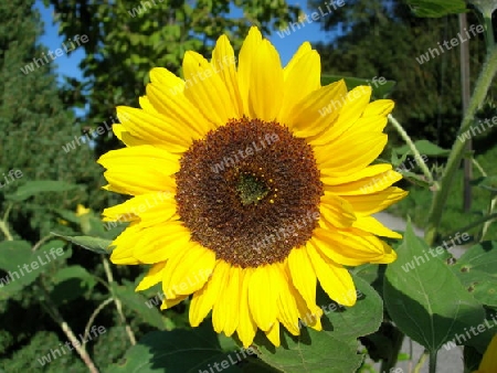 Sonnenblume